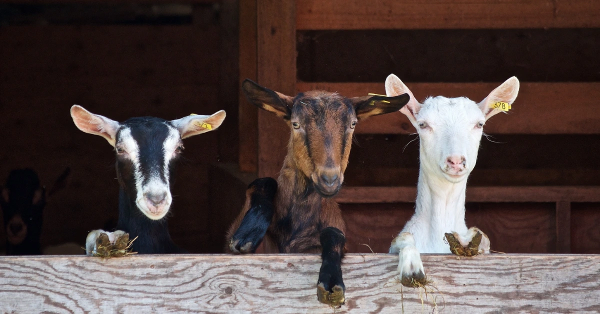 Is Goat Farming a Profitable Business? Here’s Our Story